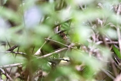 Pnoepyga pusilla
