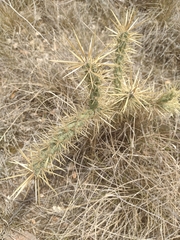 Cylindropuntia davisii