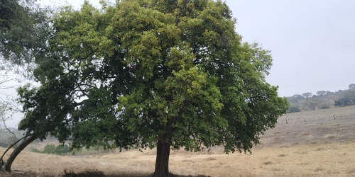 Ehretia tinifolia