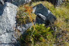 Aciphylla similis