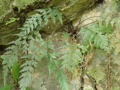 Asplenium oldhamii