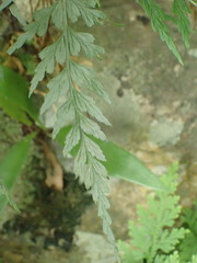 Asplenium oldhamii