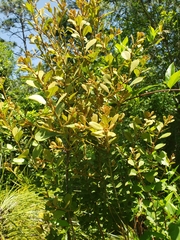 Lyonia fruticosa