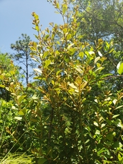 Lyonia fruticosa