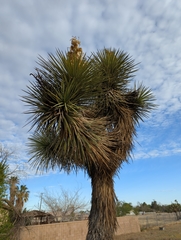 Yucca brevifolia
