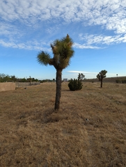 Yucca brevifolia