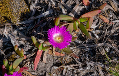 Carpobrotus virescens