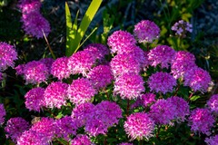 Pimelea rosea