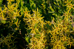 Anthocercis littorea