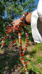 Lampropeltis gentilis