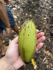 Pseudobombax septenatum