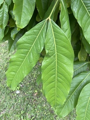 Saraca indica