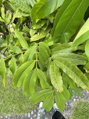 Saraca indica