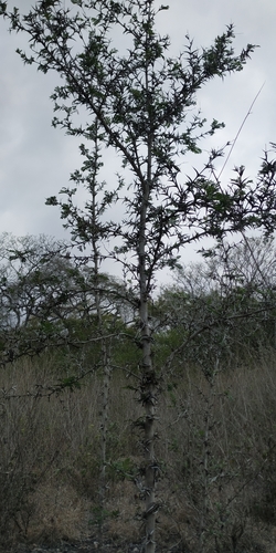 Image of Vachellia cornigera by (c) Tereso Hernández Morales, some rights reserved (CC BY)