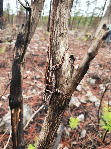 La Selle Twig Anole, Anolis apletolepis