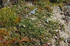 Kelleria