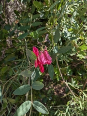 Lathyrus splendens