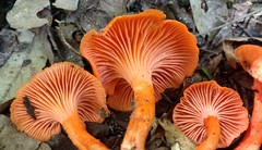 Cantharellus texensis
