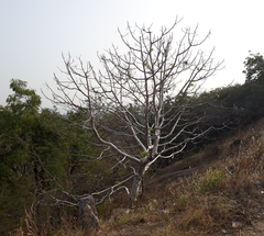 Gyrocarpus americanus