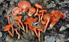 Cantharellus texensis