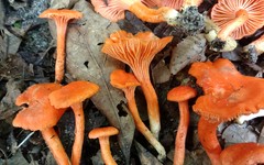 Cantharellus texensis