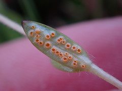 Puccinia plumbaria