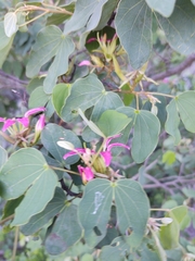 Bauhinia macranthera