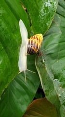 Amphidromus perversus