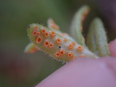 Puccinia plumbaria
