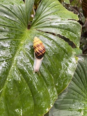 Amphidromus perversus