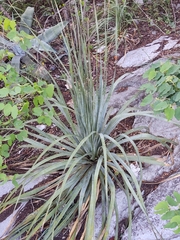 Dasylirion berlandieri