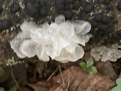 Annulohypoxylon archeri