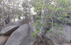 Gyrocarpus americanus