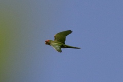 Psittacara erythrogenys