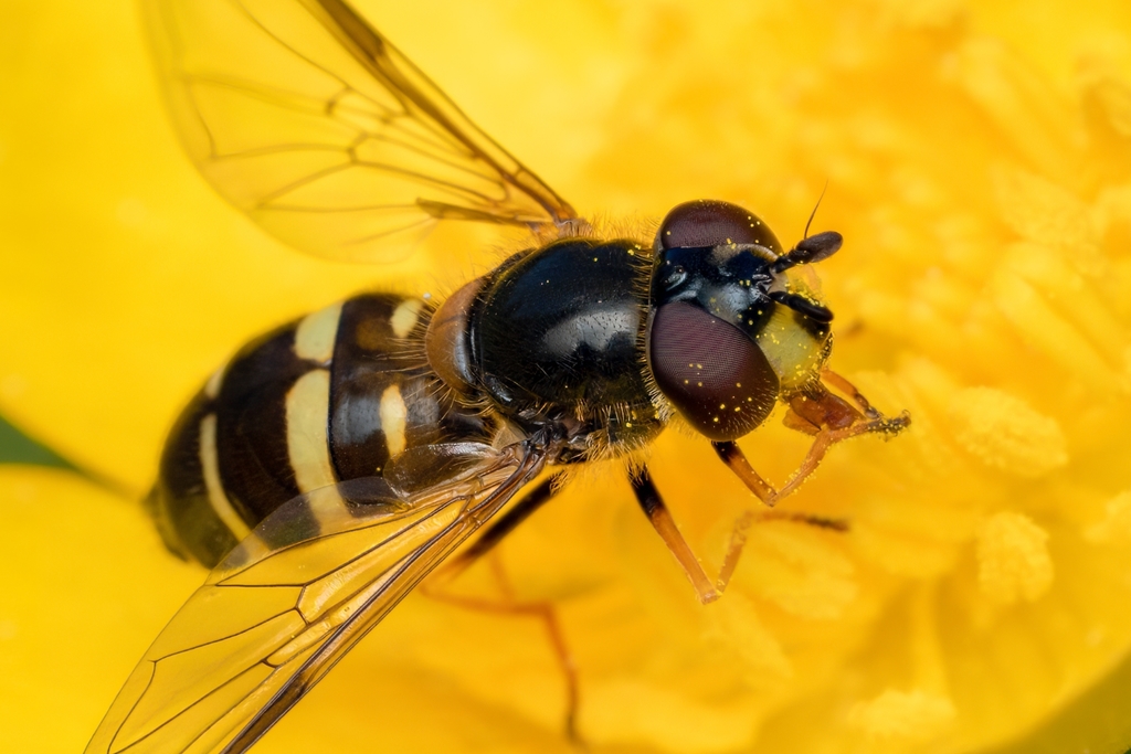 Yellow-girdled Brusheye, photo 1 of 10
