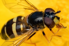 Eupeodes latifasciatus