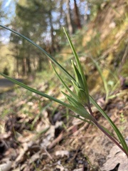 Calochortus tolmiei