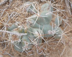 Sclerocactus glaucus
