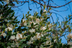 Hakea oleifolia