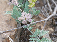 Vesper bulbosus