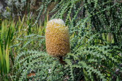 Banksia speciosa