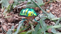 Chrysocoris