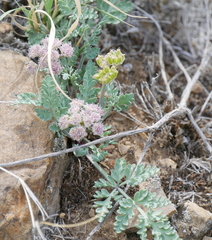 Vesper bulbosus