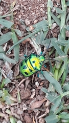 Chrysocoris