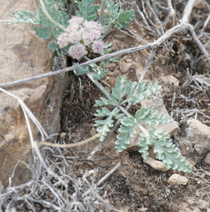 Vesper bulbosus