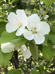 Malus spectabilis
