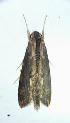 Erinnyis alope alope