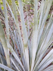 Dasylirion berlandieri