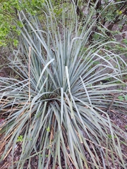 Dasylirion berlandieri