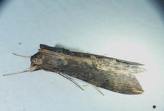 Erinnyis alope alope